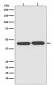 Anti-TIA1 Rabbit Monoclonal Antibody